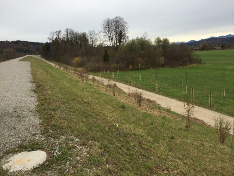 Foto_2_Pflanzung_Trenndeich_Abschnitt_West_1